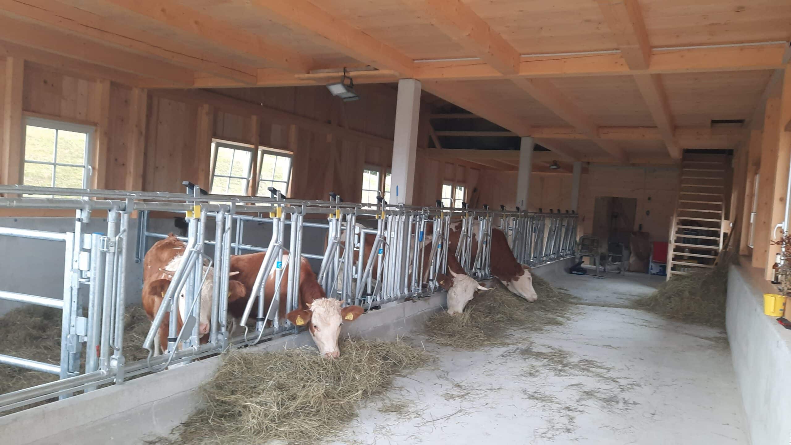 Unsere Kühe im neuen Stall